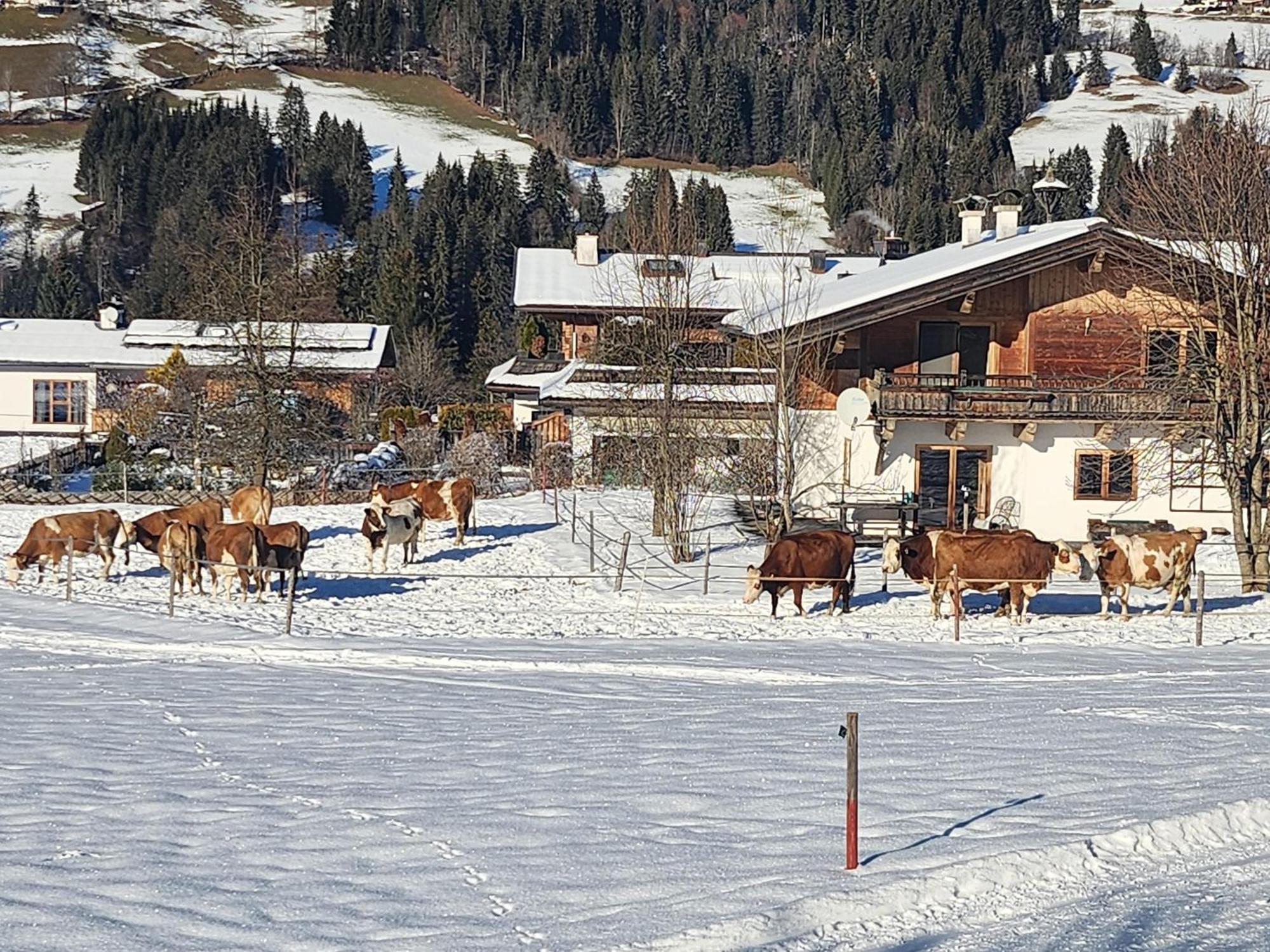 Pension Woetzinghof Kirchberg in Tirol Dış mekan fotoğraf